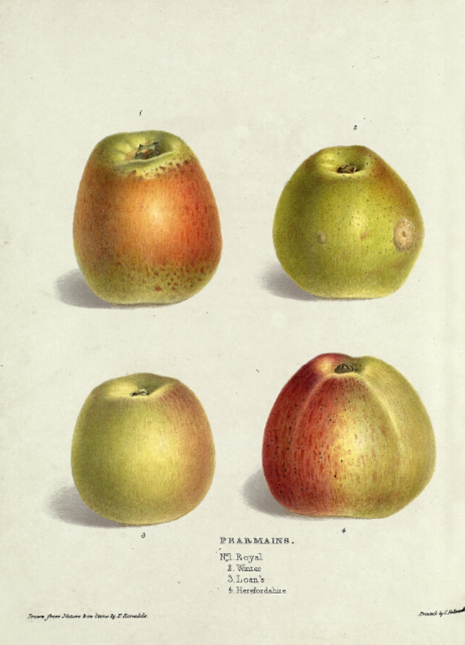 Pearmains, from Pyrus Malus Brentfordiensis