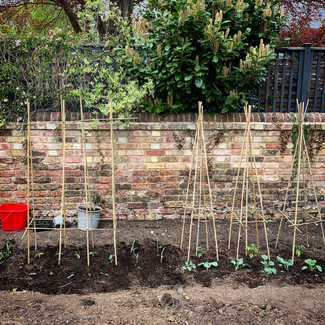 New cabbages in my garden